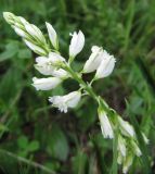 Polygala comosa