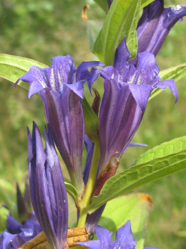 Image of Gentiana asclepiadea specimen.