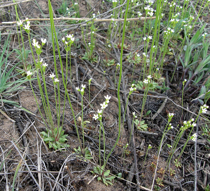 Image of Androsace septentrionalis specimen.