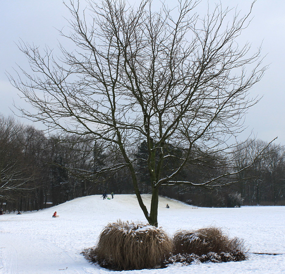 Image of Gleditsia triacanthos specimen.