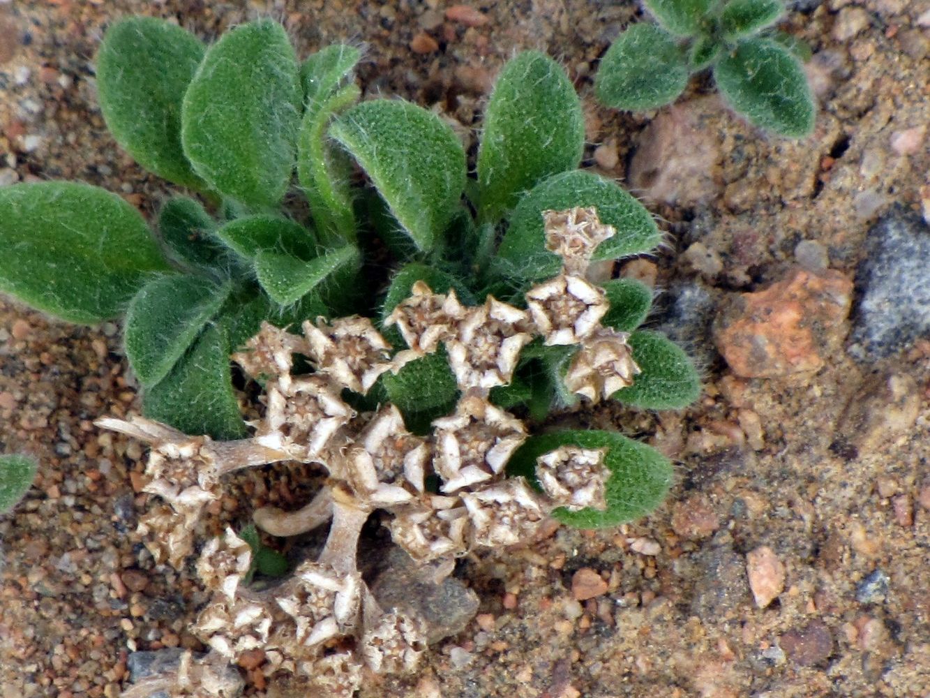 Image of Aizoon canariense specimen.