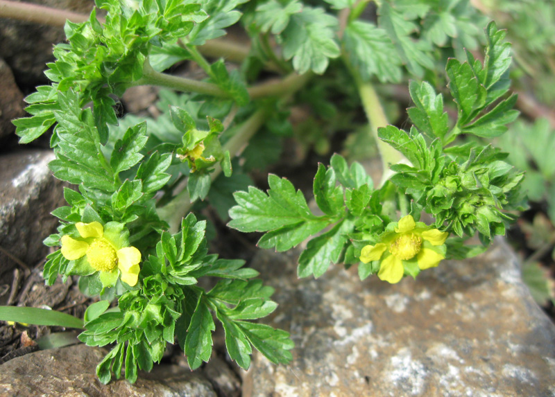 Image of Potentilla supina specimen.