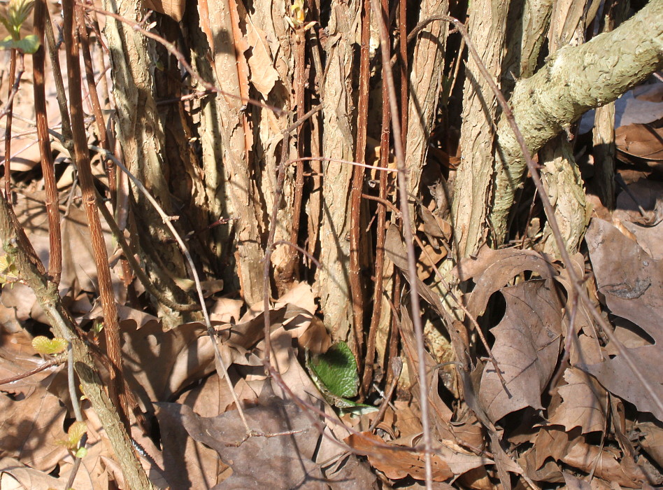 Image of Viburnum farreri specimen.