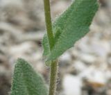 Arabis auriculata