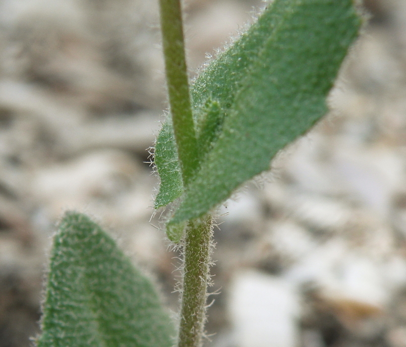 Изображение особи Arabis auriculata.