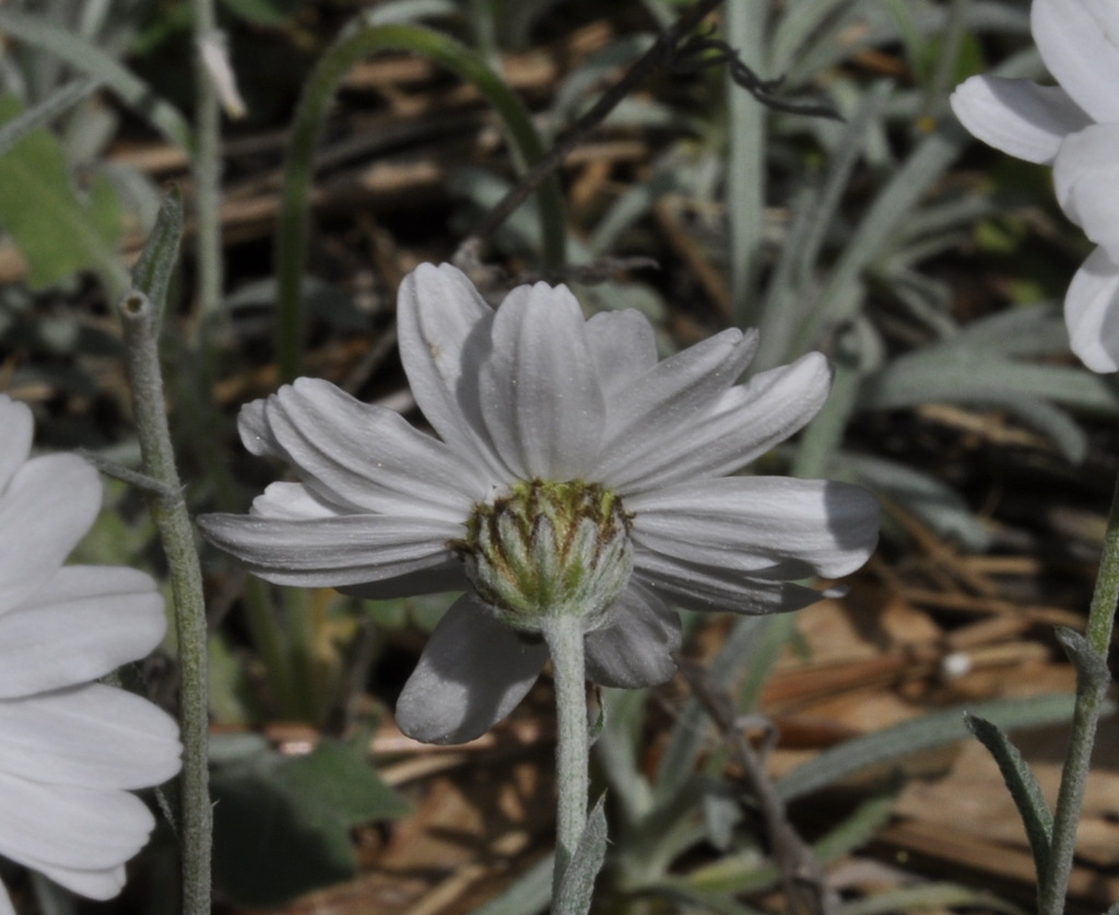 Image of Achillea ageratifolia specimen.