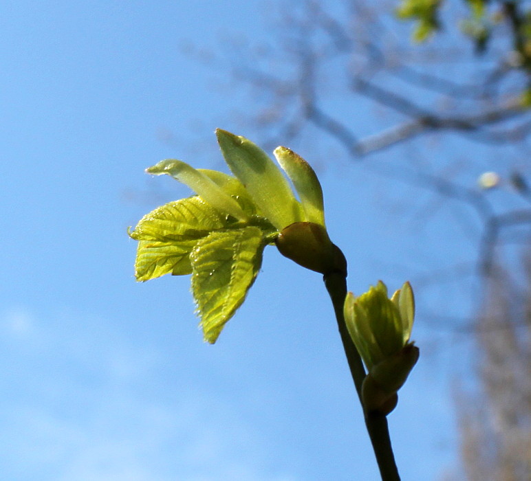 Image of Tilia euchlora specimen.