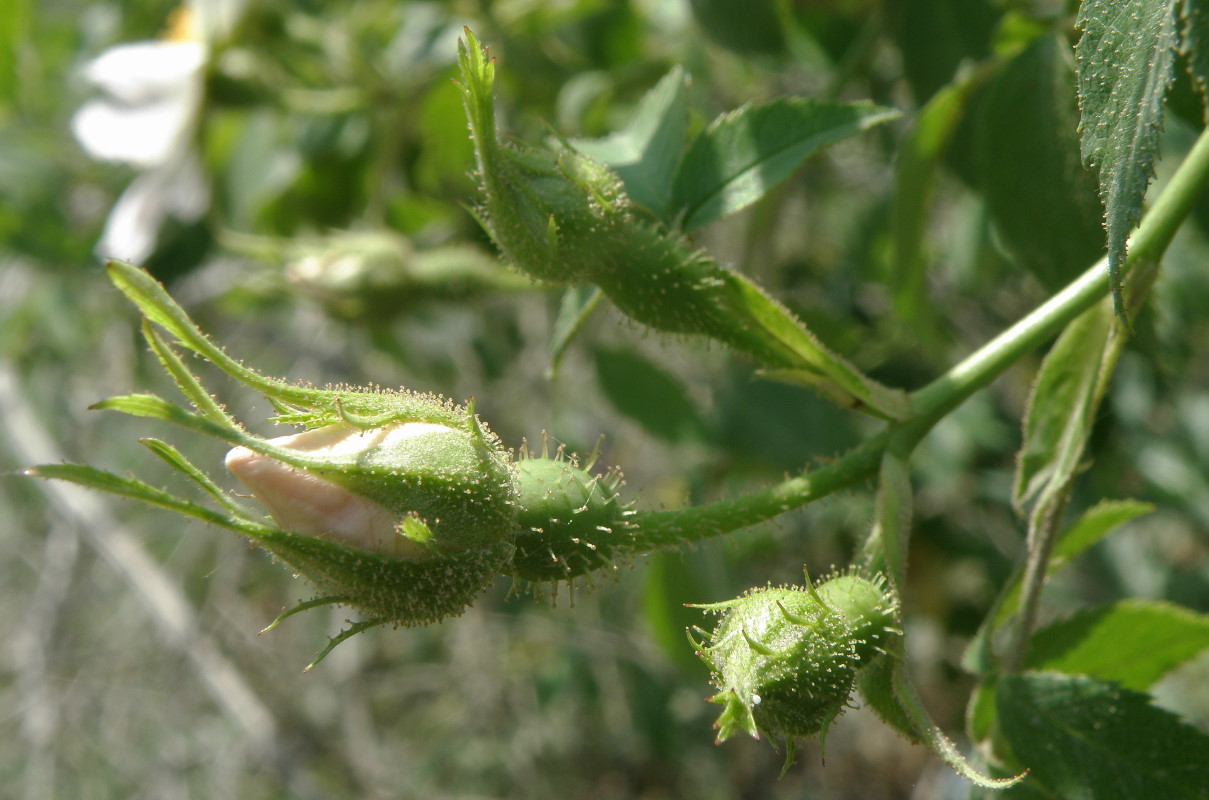 Image of genus Rosa specimen.