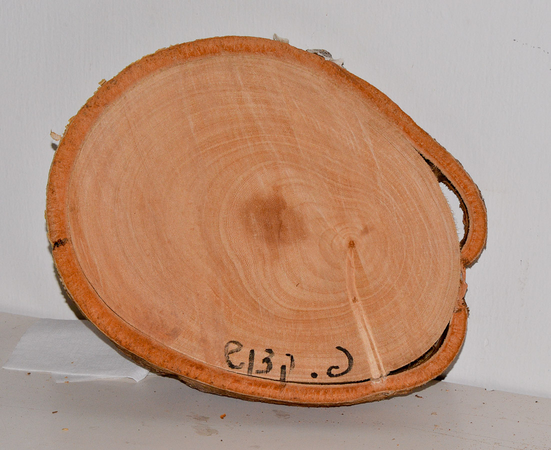 Image of Ficus religiosa specimen.
