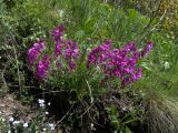 Polygala major. Цветущее растение. Карачаево-Черкесия, Теберда, гора Лысая. 29.05.2013.