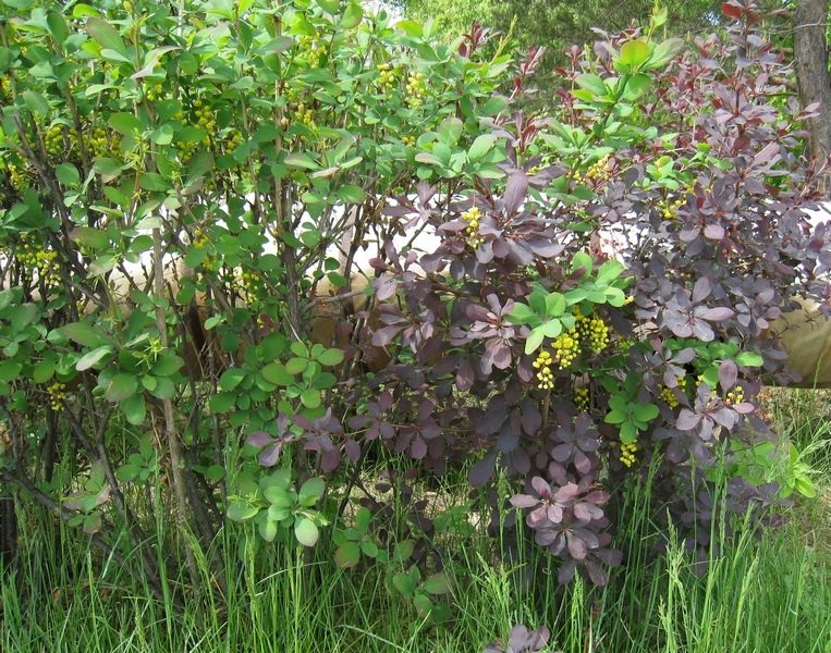 Image of Berberis vulgaris specimen.
