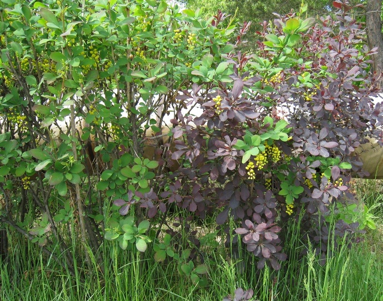 Изображение особи Berberis vulgaris.