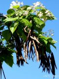 Catalpa speciosa