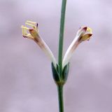 Crucianella gilanica