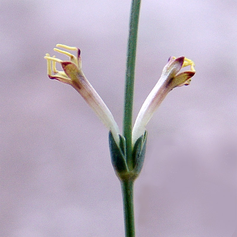 Изображение особи Crucianella gilanica.