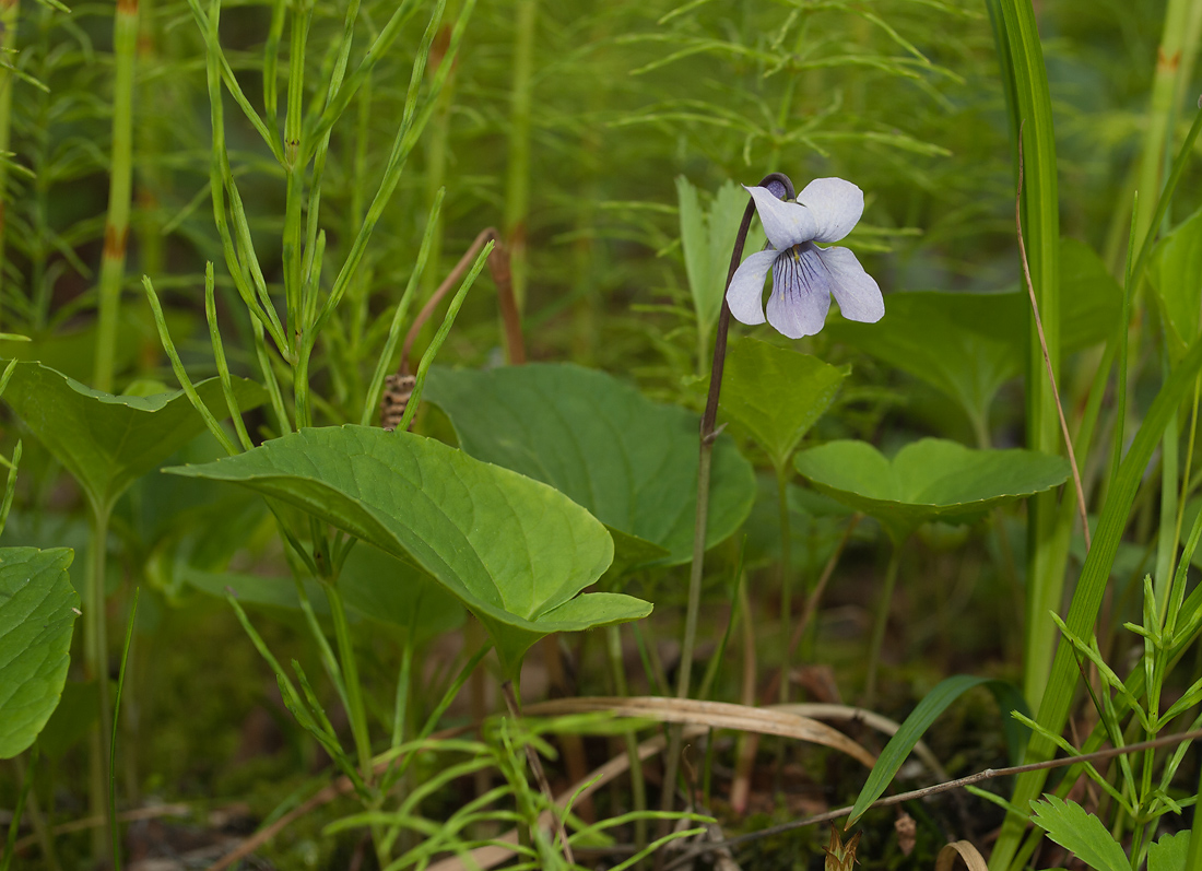 Изображение особи Viola &times; hyperborea.