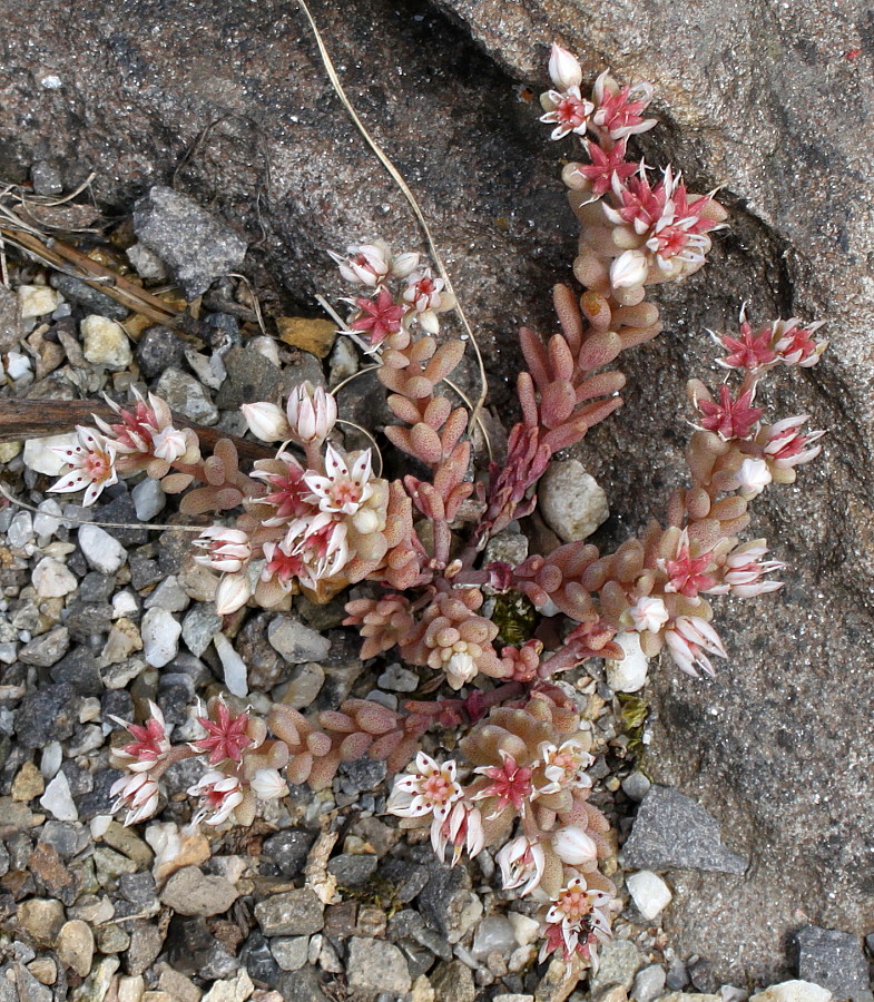 Изображение особи Sedum hispanicum.