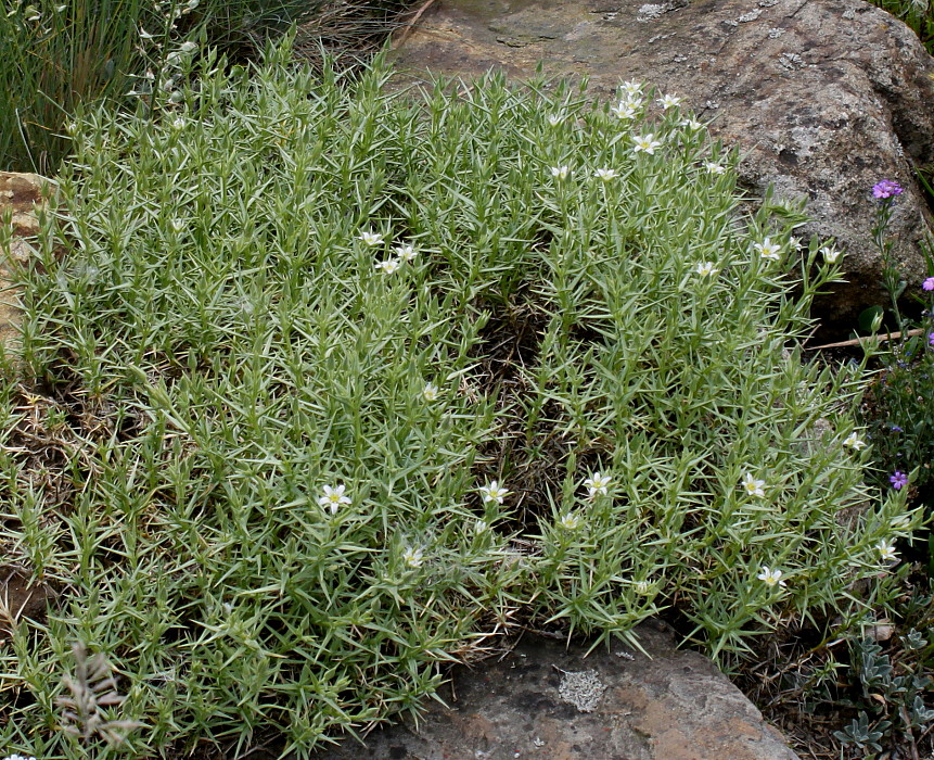 Image of genus Minuartia specimen.