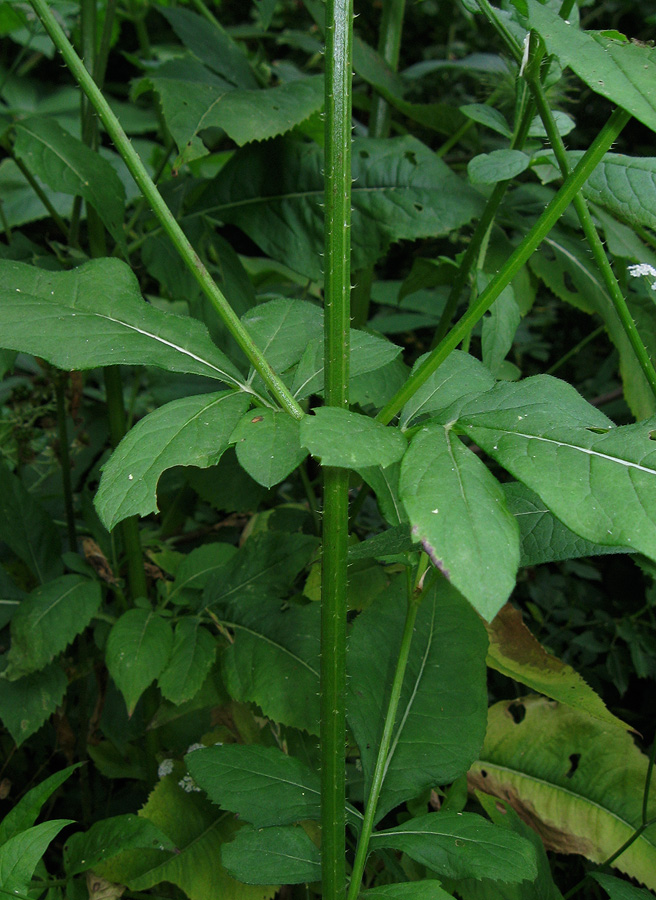 Image of Dipsacus strigosus specimen.