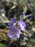 Veronica capsellicarpa