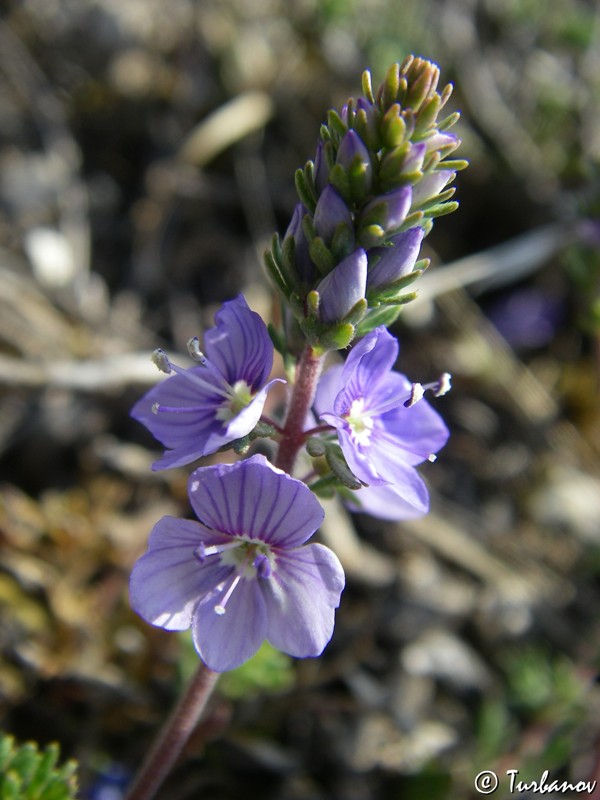 Image of Veronica capsellicarpa specimen.