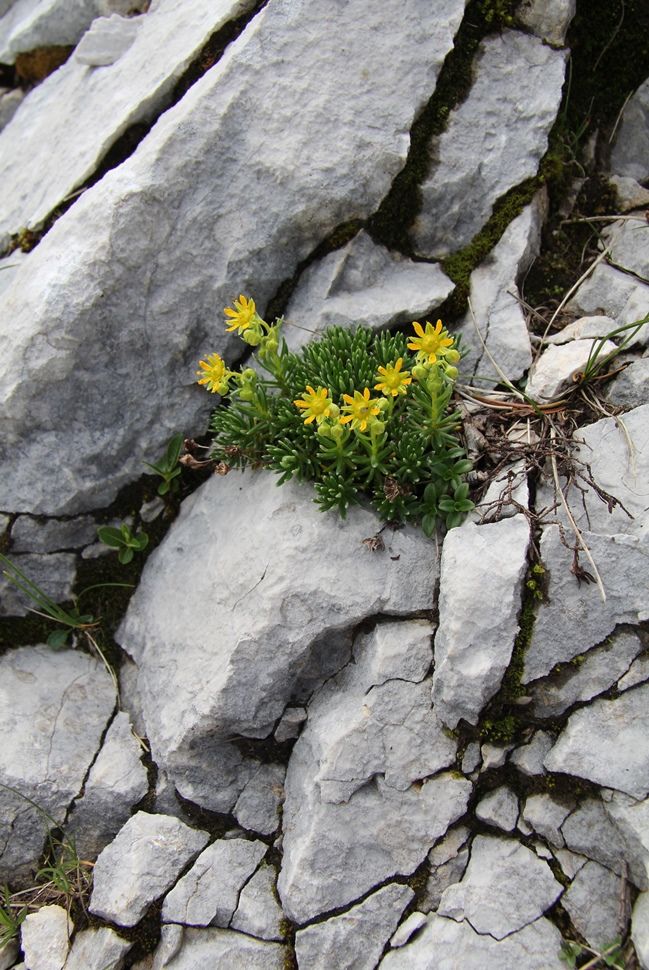 Image of Saxifraga aizoides specimen.