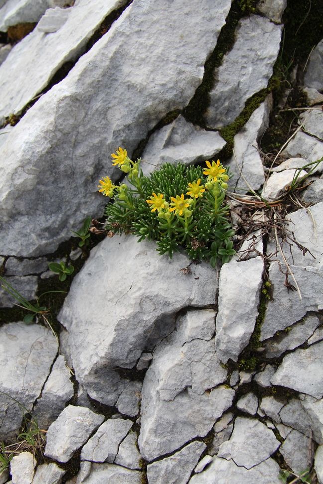 Изображение особи Saxifraga aizoides.