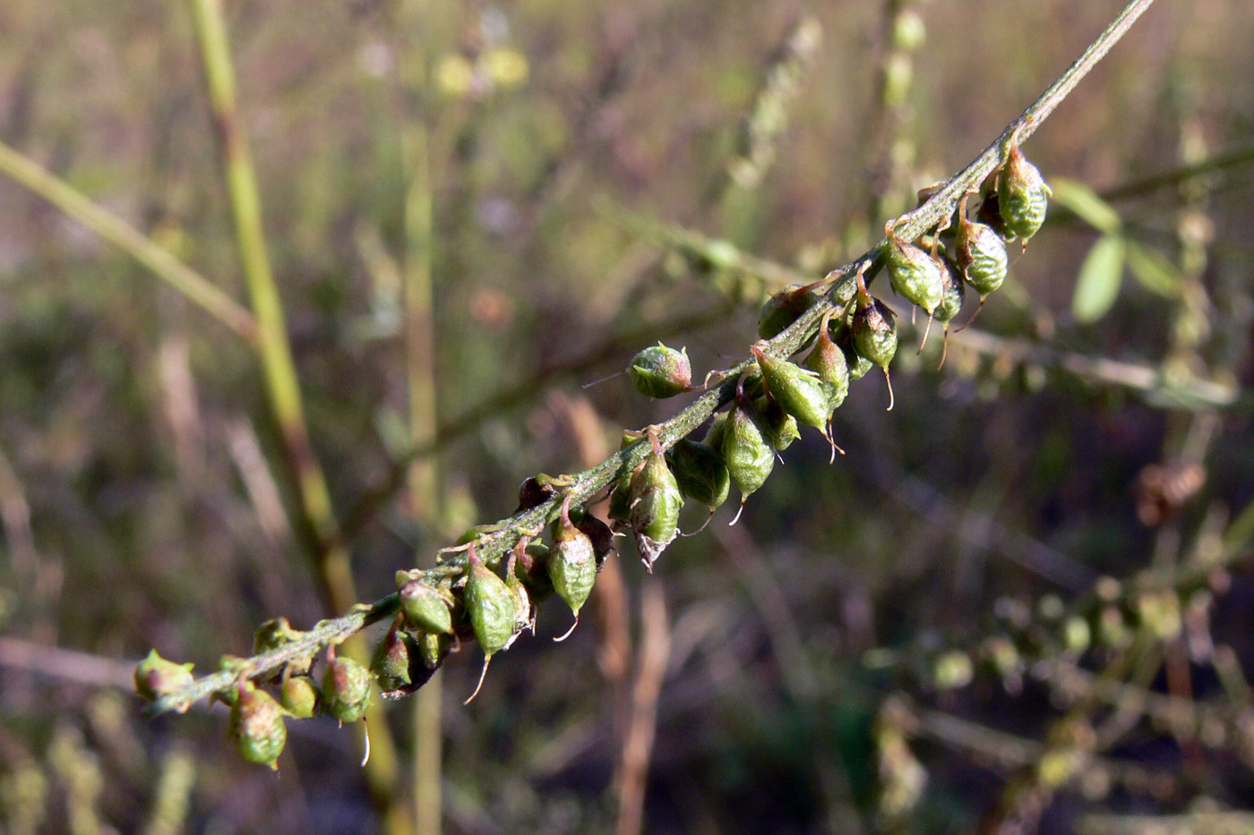 Изображение особи Melilotus albus.