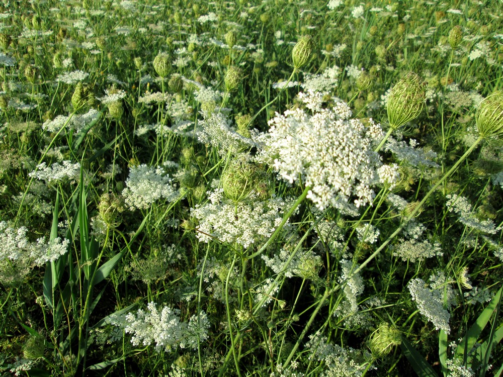 Изображение особи Daucus carota.