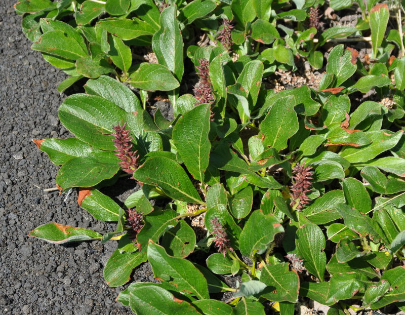 Image of genus Salix specimen.