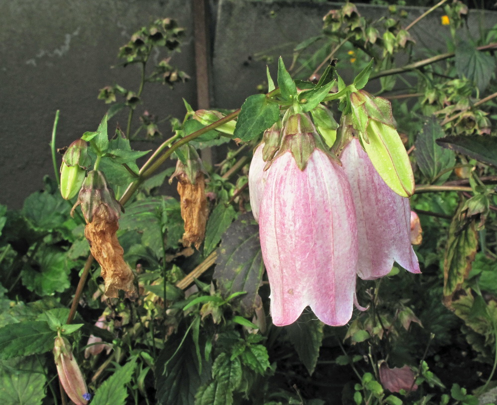 Изображение особи Campanula takesimana.