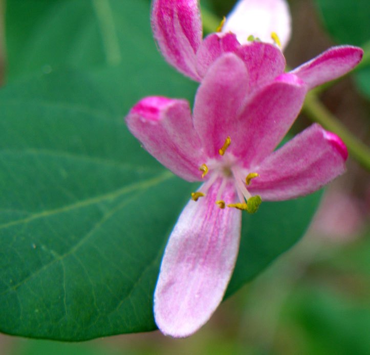 Изображение особи Lonicera tatarica.