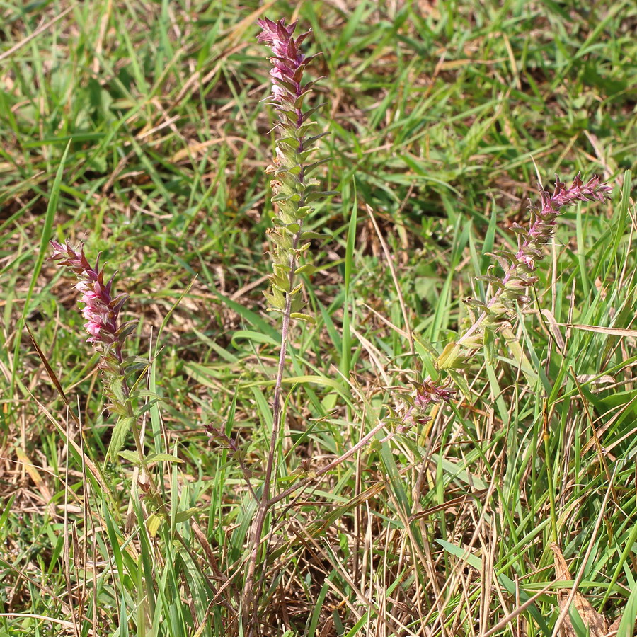 Изображение особи Odontites vulgaris.