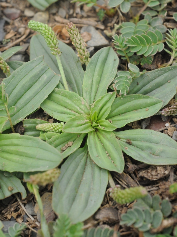 Изображение особи Plantago depressa.