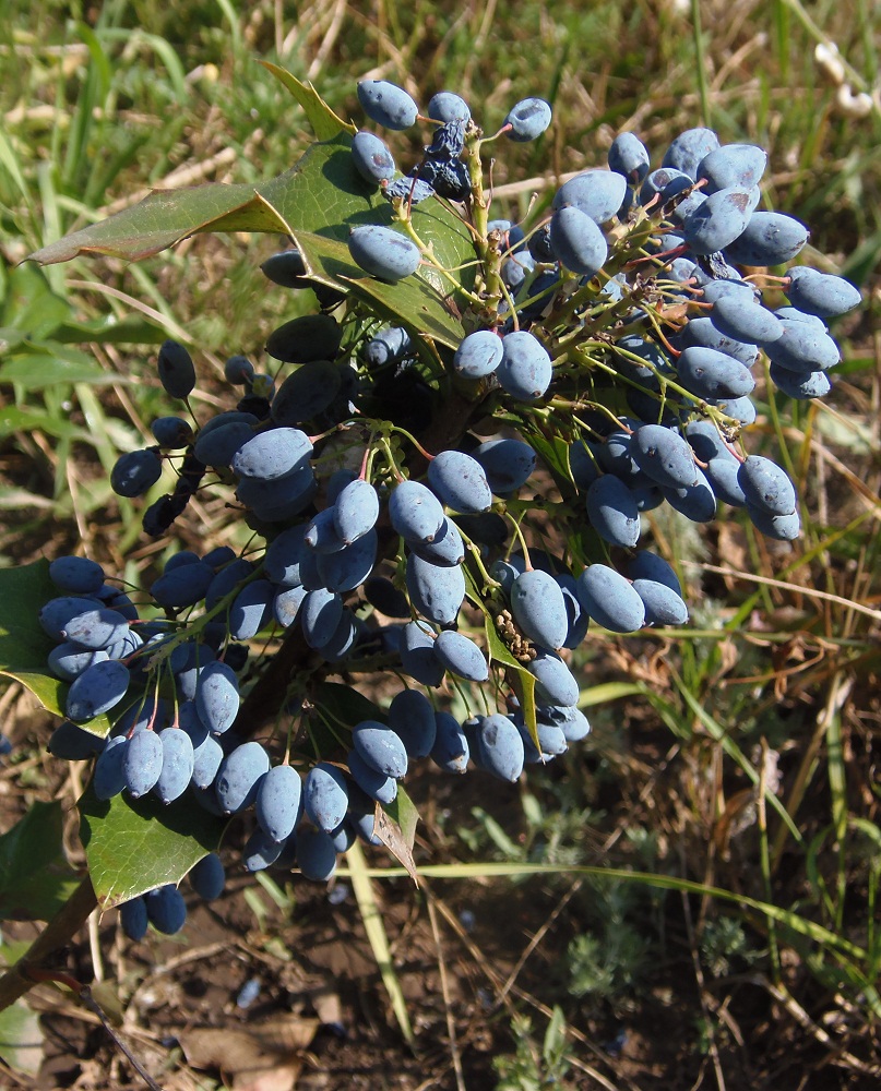 Image of Mahonia aquifolium specimen.