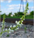 Melilotus albus. Соцветие. Чувашия, окр. г. Шумерля, обочина дороги к хлебозаводу. 21 июня 2009 г.