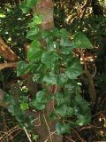 Hedera canariensis