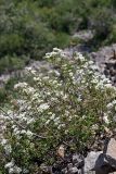 Spiraea pilosa. Цветущее растение. Южный Казахстан, хр. Каржантау, ущ. Кызылбулак. 27.05.2013.