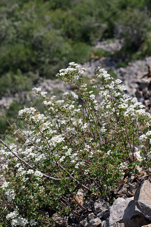 Изображение особи Spiraea pilosa.