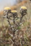 Carlina biebersteinii