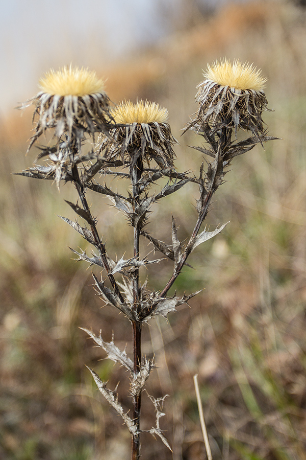 Изображение особи Carlina biebersteinii.