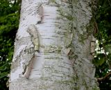 Betula variety jacquemontii