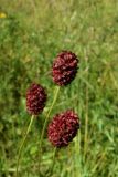 Sanguisorba officinalis