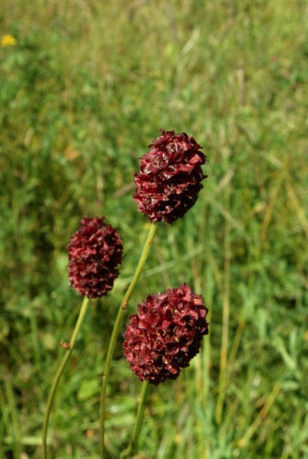 Изображение особи Sanguisorba officinalis.