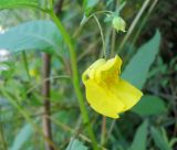 Impatiens noli-tangere