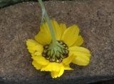 Anthemis sosnovskyana