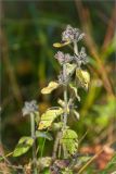 Clinopodium vulgare