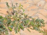 Senna italica. Ветви цветущего растения. Сокотра, окр. г. Хадибо. 28.12.2013.