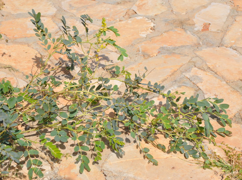 Image of Senna italica specimen.