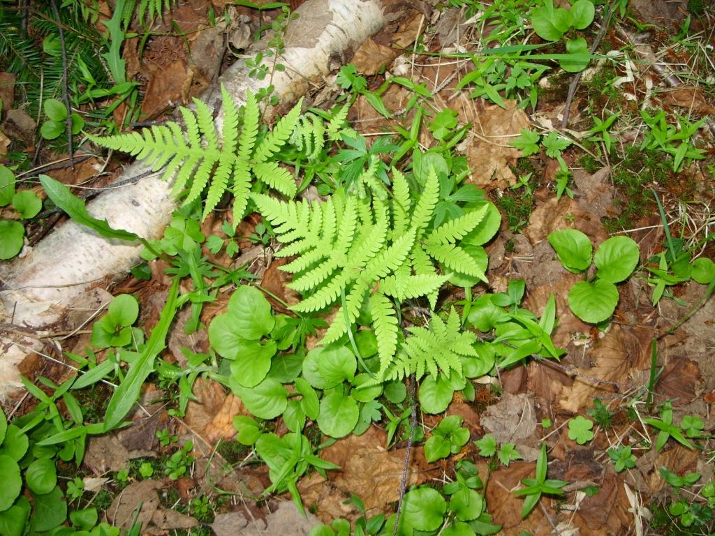 Image of Phegopteris connectilis specimen.